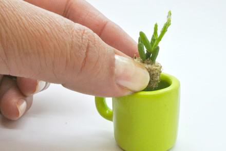 Rempotage de la babyplante, véritable mini cactus petite plante grasse dans un petit pot